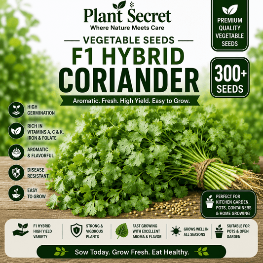 F1 Hybrid coriander (دھنیہ) 300+ Seeds