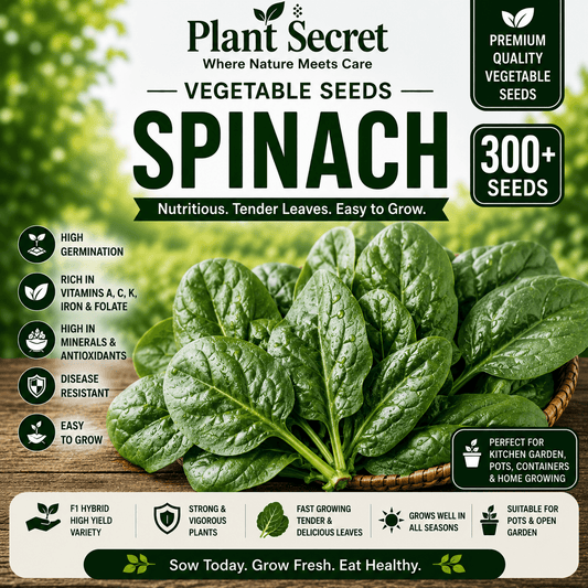 Spinach (پالک) 300+ Seeds
