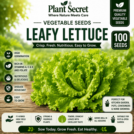 Leafy Lettuce (سلاد پتہ) 100+ Seeds