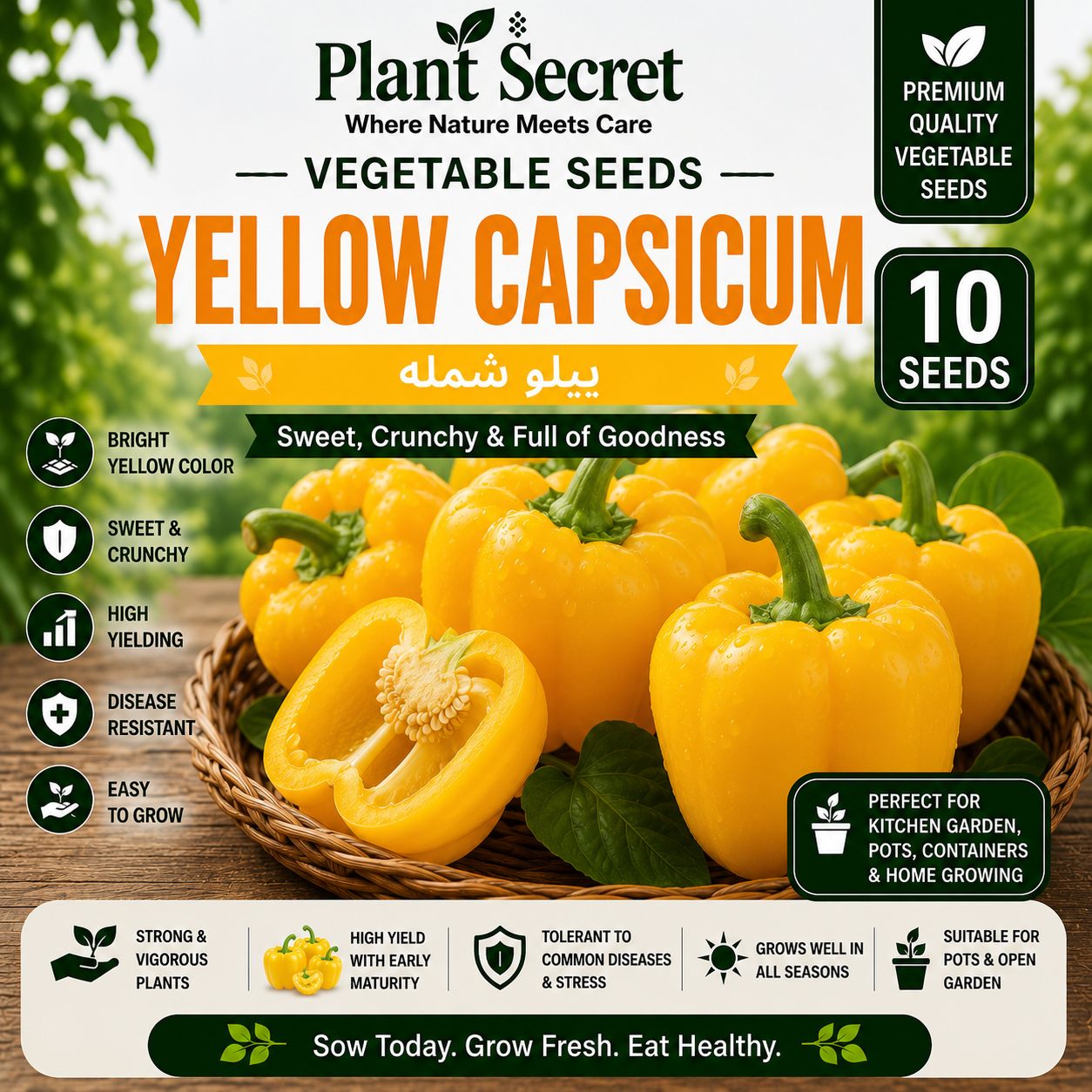 Yellow Capsicum (ییلو شملہ) 10 Seeds