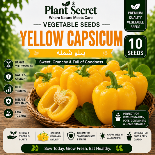 Yellow Capsicum (ییلو شملہ) 10 Seeds