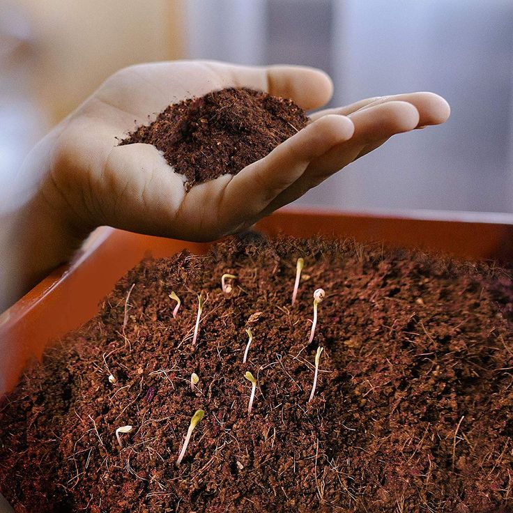 Premium Organic Coco Peat for Gardening (800 Grams)