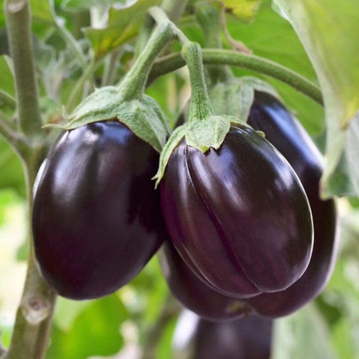 F1 Hybrid Round Brinjal (گول بینگن) 20 seeds