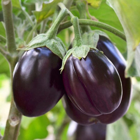 F1 Hybrid Round Brinjal (گول بینگن) 20 seeds