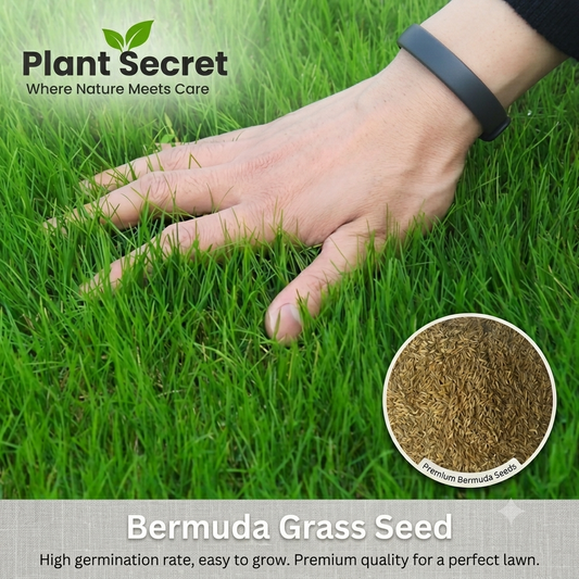 Bermuda Grass Hybrid Seeds – Premium Lawn & Sports Field Grass for Pakistan