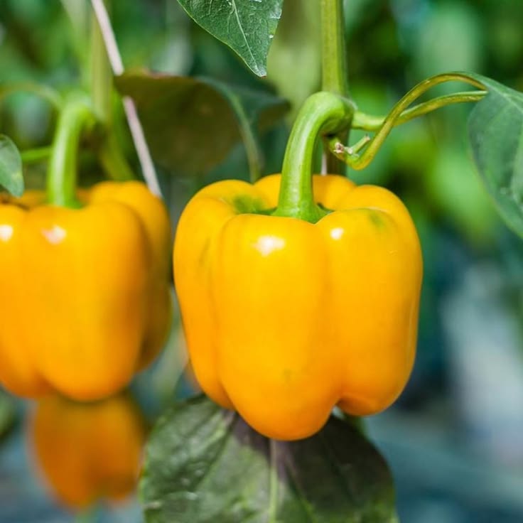 Yellow Capsicum (ییلو شملہ) 10 Seeds