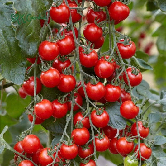 F1 Bail Tomato (بیل ٹماٹر) 30 Seeds