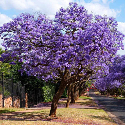Jacaranda Tree 30+ Seeds