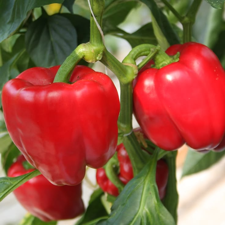 Red Capsicum (لال شملہ) 10 Seeds