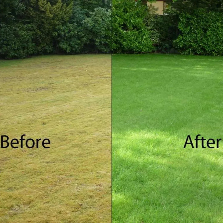 Bermuda Grass - Hybrid Seeds