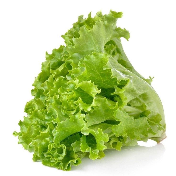 Leafy Lettuce (سلاد پتہ) 100+ Seeds
