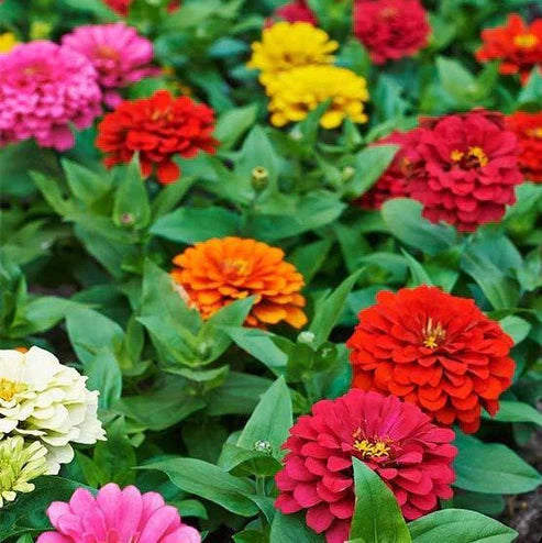 Zinnia Elegans Dahlia Mix 50+ Seeds