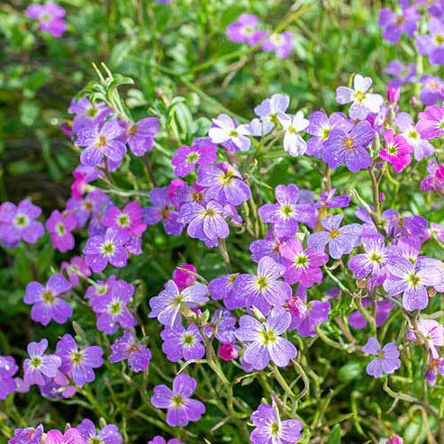 Virginian Stock Dwarf 100+ Seeds Jumbo Pack