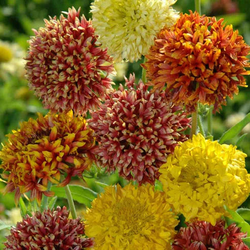 Gaillardia Double Mix 50+ Seeds