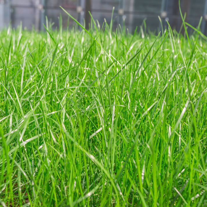 Bermuda Grass - Hybrid Seeds