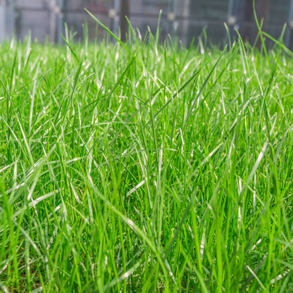 Bermuda Grass - Hybrid Seeds