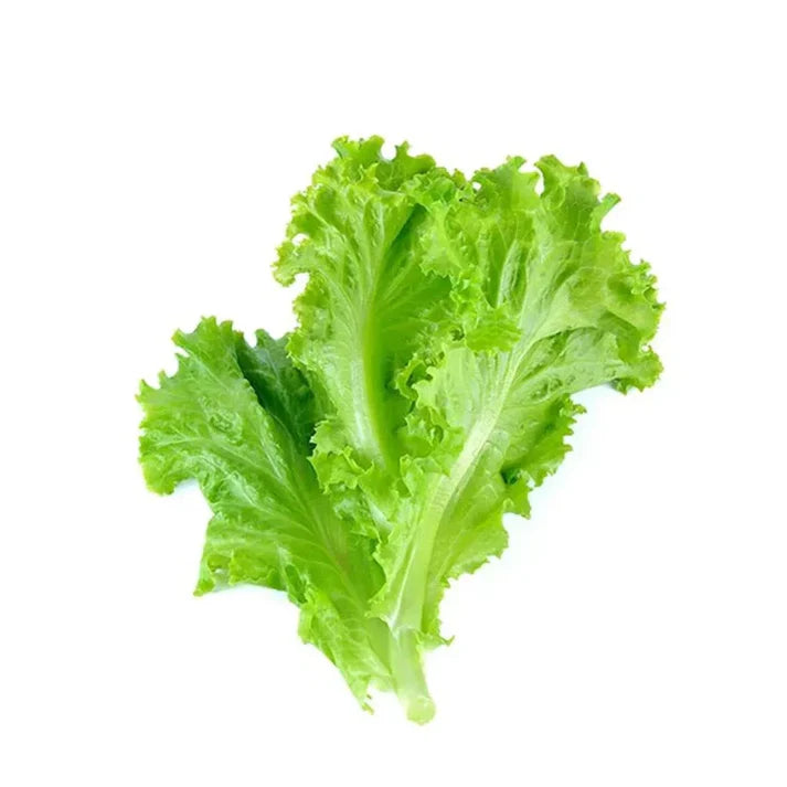 Leafy Lettuce (سلاد پتہ) 300+ Seeds