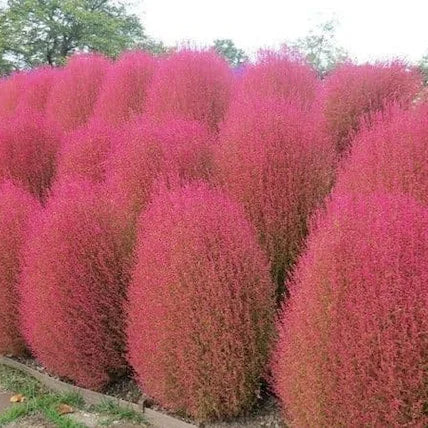 kochia Red 70 Seeds (1009)