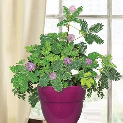 Mimosa Touch Me Not Dwarf 70+ Seeds (1027)