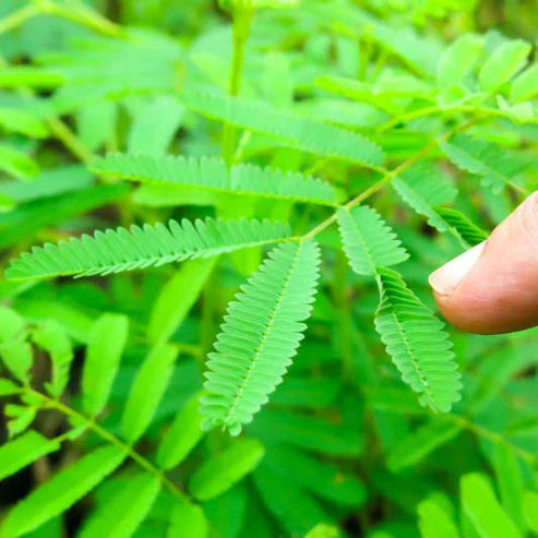 Mimosa Touch Me Not Dwarf 70+ Seeds (1027)