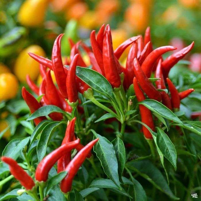 F1 Hybrid Skyline Chili (سکائی لائن مرچ) 15 Seeds