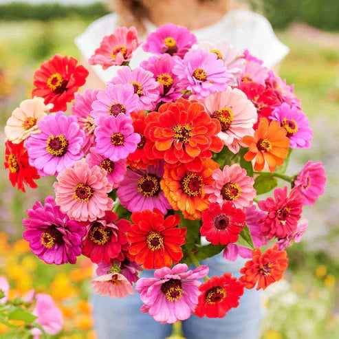 Zinnia Elegans Dahlia Mix 50+ Seeds